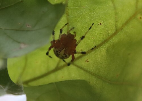 Marbled Orbweaver