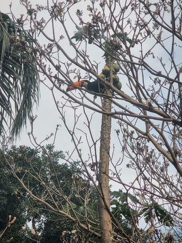 Toco Toucan