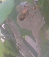 Sceliphron jamaicense lucae