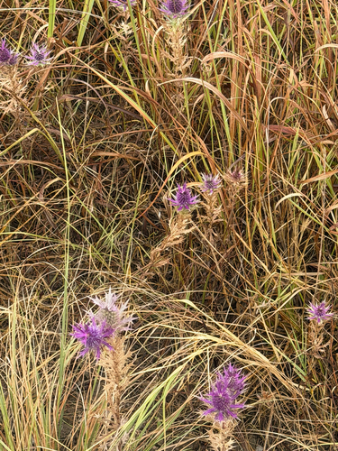 Leavenworth's eryngo
