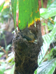 Phaethornis syrmatophorus