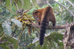 Nasua