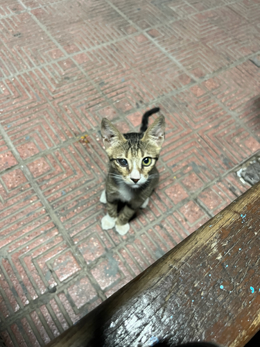 Domestic Cat