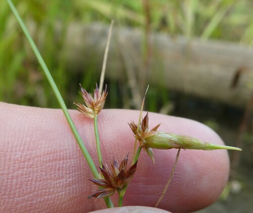 Knotted rush (Juncus nodosus)