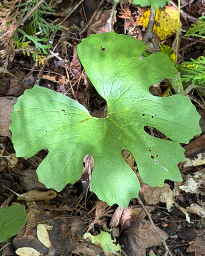 bloodroot
