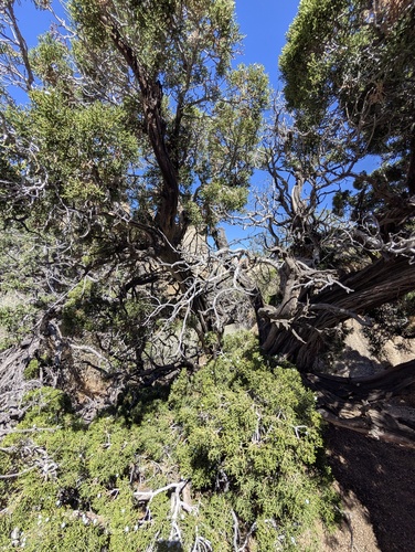 Juniperus californica, photograph 5