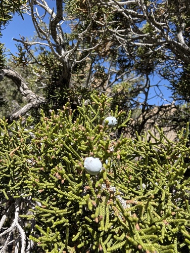 Juniperus californica, photograph 6