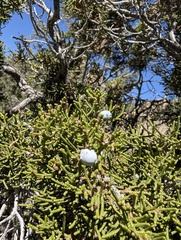 Juniperus californica, photograph (c) glitter2136, some rights reserved (CC BY-SA)