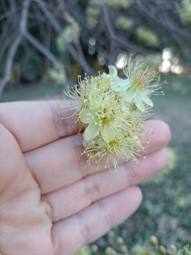 Eugenia myrcianthes, photograph 2