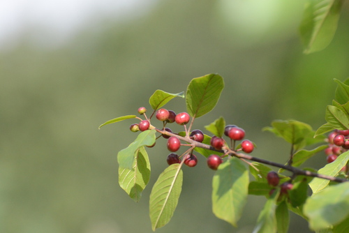 alder buckthorn
