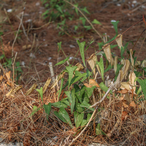 Rough Bindweed