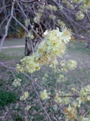 Eugenia myrcianthes, photograph (c) patriciabenitez, some rights reserved (CC BY-SA)