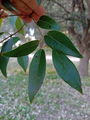 Eugenia myrcianthes, photograph (c) patriciabenitez, some rights reserved (CC BY-SA)