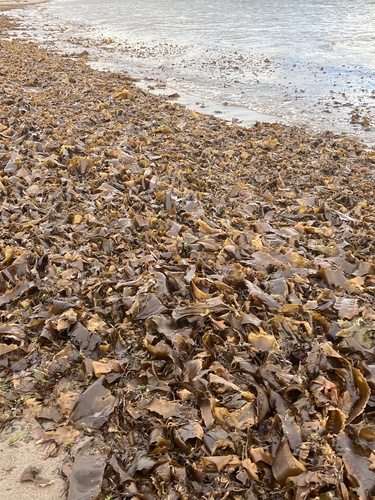 Sugar Kelp