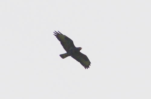 Common Buzzard
