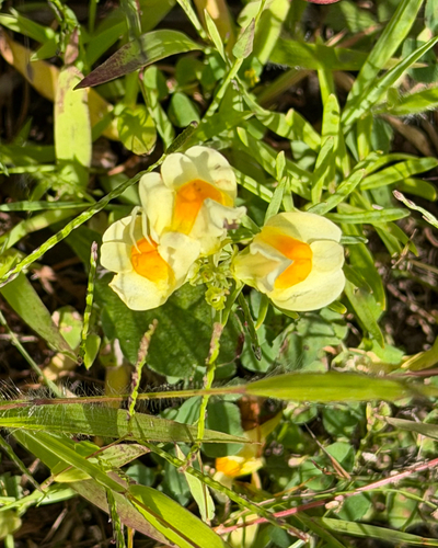 common toadflax