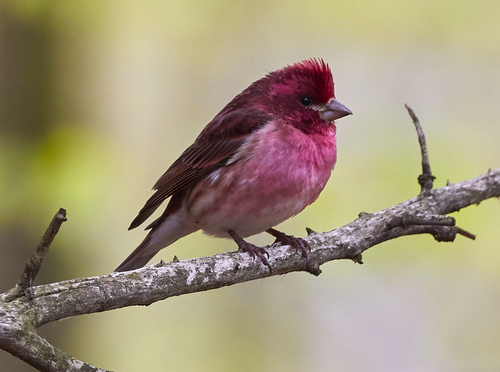Purple Finch, Brome-Missisquoi Regional County Municipality, QC, Canada, photo 10 of 10