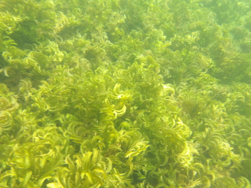 Potamogeton amplifolius, photograph 1