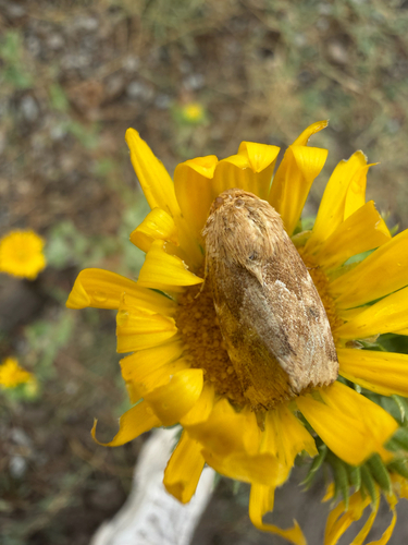 Schinia mortua