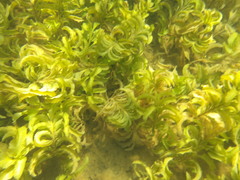 Potamogeton amplifolius