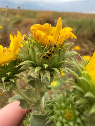 Spotted Cucumber Beetle