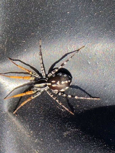 Spotted Ground Swift Spider