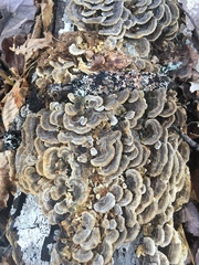 Trametes versicolor image