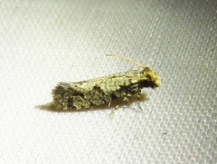 Amydria margoriella