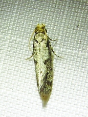 Amydria margoriella