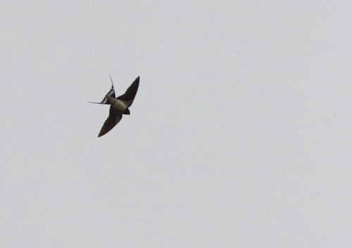 Barn Swallow