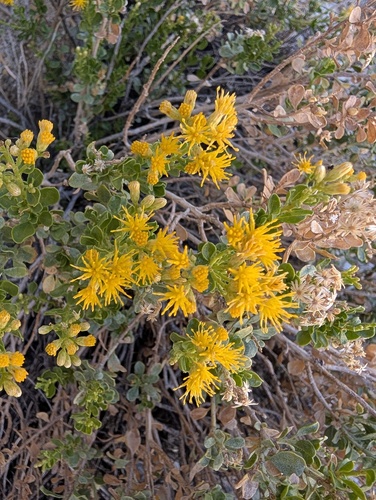 Ericameria cuneata, photograph 5