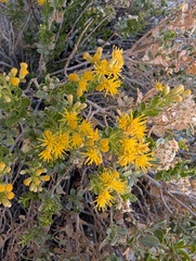 Ericameria cuneata, photograph (c) glitter2136, some rights reserved (CC BY-SA)
