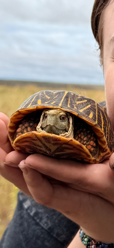 Ornate Box Turtle