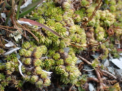 Saxifraga bryoides