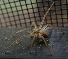 Philodromus dispar