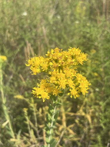stiff-leaved goldenrod