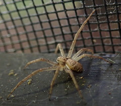 Philodromus dispar