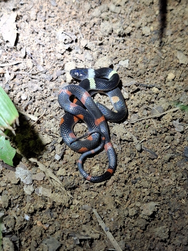 Forest Flame Snake