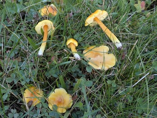 Persistent Waxcap