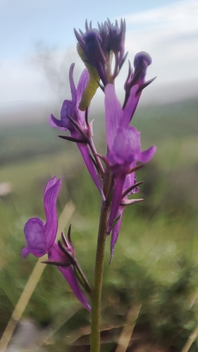 Linaria pelisseriana, photograph 1