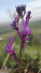 Linaria pelisseriana