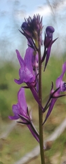 Linaria pelisseriana, photograph author not stated, no rights reserved