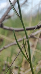 Linaria pelisseriana, photograph author not stated, no rights reserved