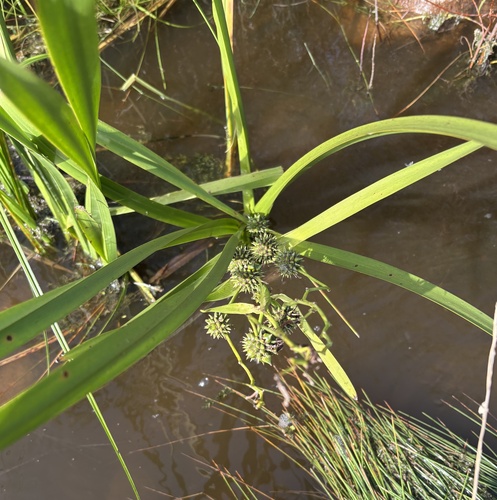 big bur-reed