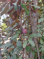 Prunus domestica