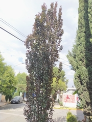 Prunus domestica