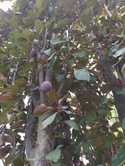 Prunus domestica