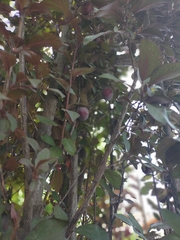 Prunus domestica