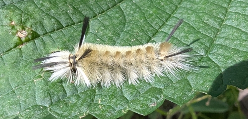 Banded Tussock Moth