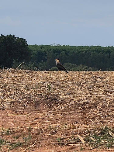 Crested Caracara